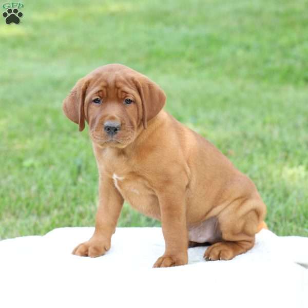 Duke, Fox Red Labrador Retriever Puppy